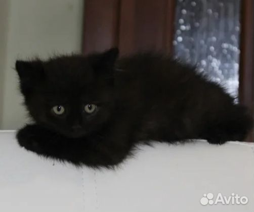 Красивенный котеночек Пума, 1,5 месяца купить на Зозу.ру - фотография № 2