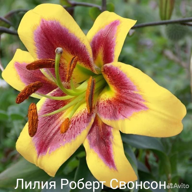Цветы многолетние,саженцы роз купить на Зозу.ру - фотография № 2