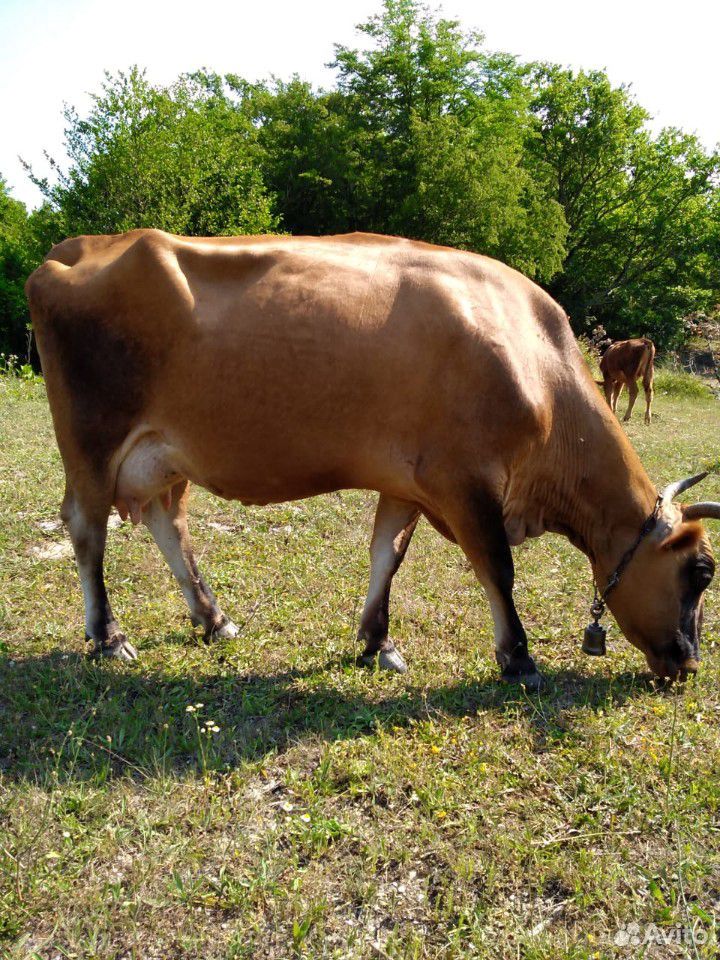 Продаю высокоудойную корову с теленком купить на Зозу.ру - фотография № 1