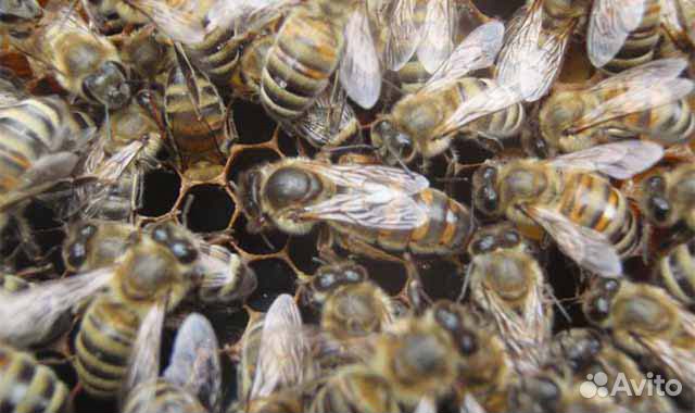 Продам пчеломаток серой кавказской пчелы купить на Зозу.ру - фотография № 1