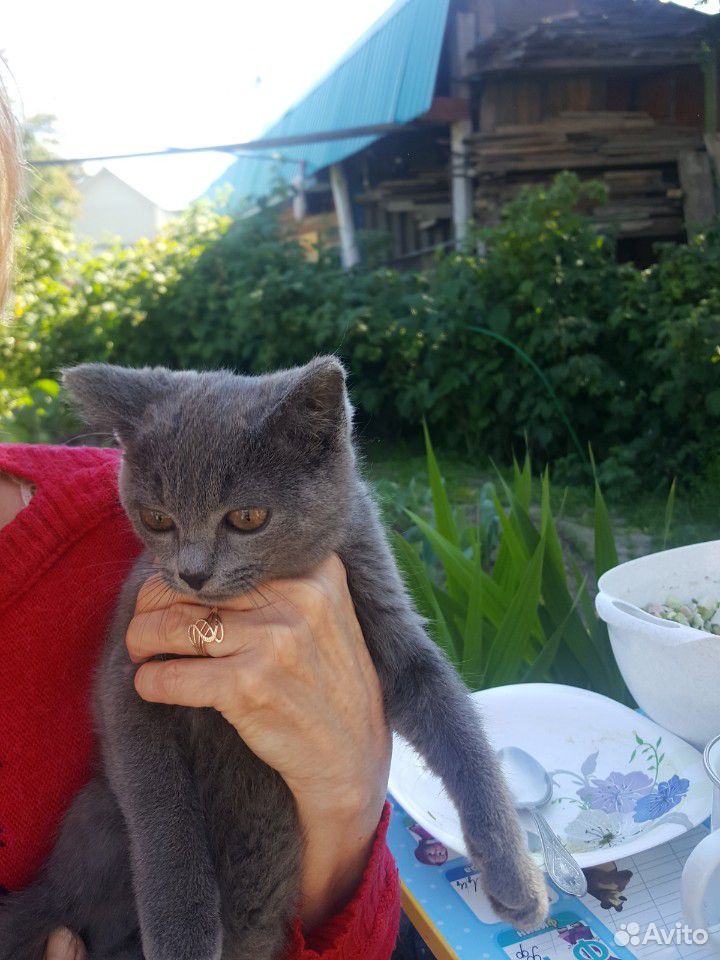 Котенок в поиске хозяев купить на Зозу.ру - фотография № 2