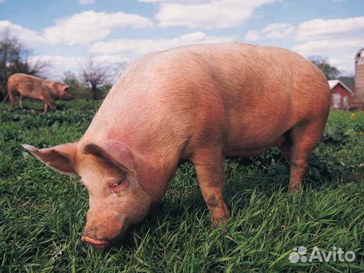 Продам свинину домашнюю купить на Зозу.ру - фотография № 1