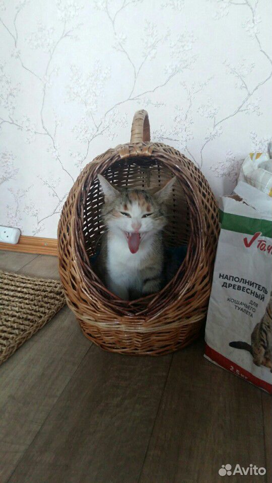 Кошка Сонечка купить на Зозу.ру - фотография № 1