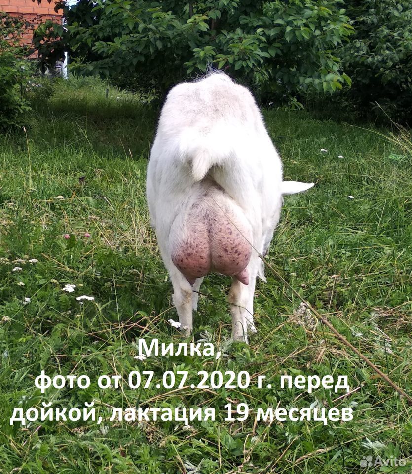Зааненская коза, дойная и козочка купить на Зозу.ру - фотография № 4