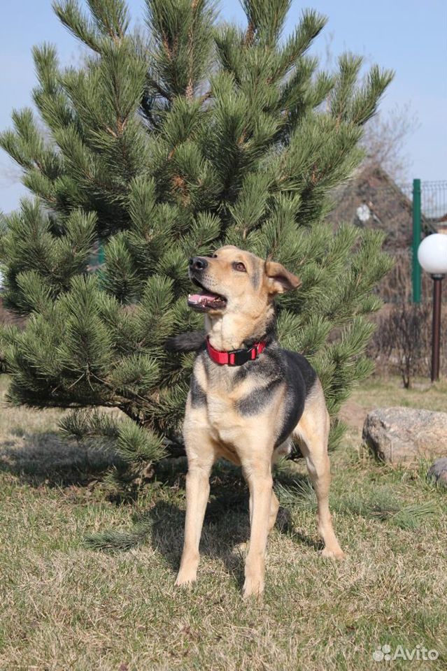 Юстас - прекрасный компаньон Собака в добрые руки купить на Зозу.ру - фотография № 3