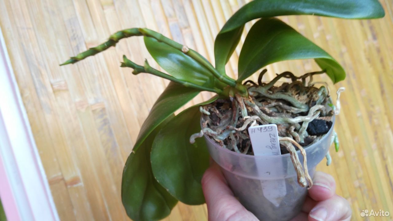 Орхидея Phal. Zheng Min Pterodactylus купить на Зозу.ру - фотография № 4