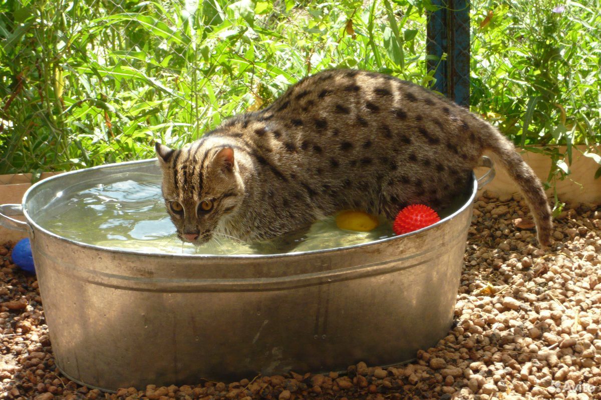 Виверровая кошка. котята родились 2 июля купить на Зозу.ру - фотография № 3