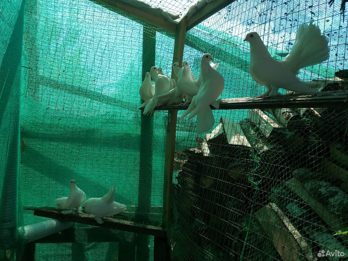 Луганские белые голуби купить на Зозу.ру - фотография № 5