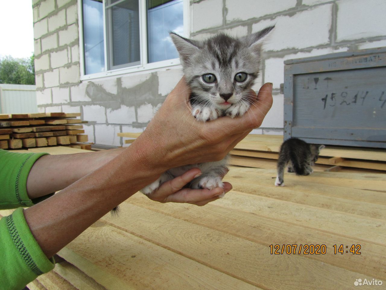 Котята ищут хозяина купить на Зозу.ру - фотография № 4