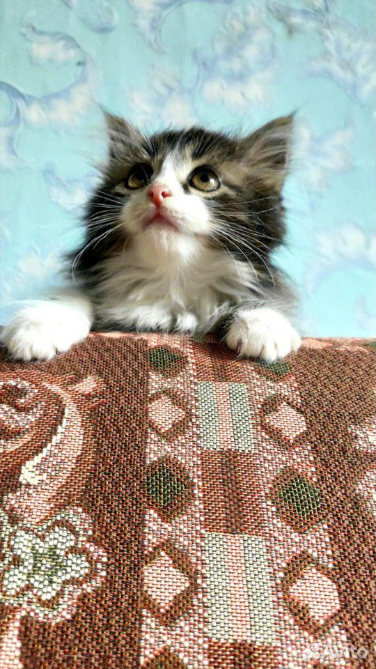 Пушистый котенок интересного окраса купить на Зозу.ру - фотография № 2