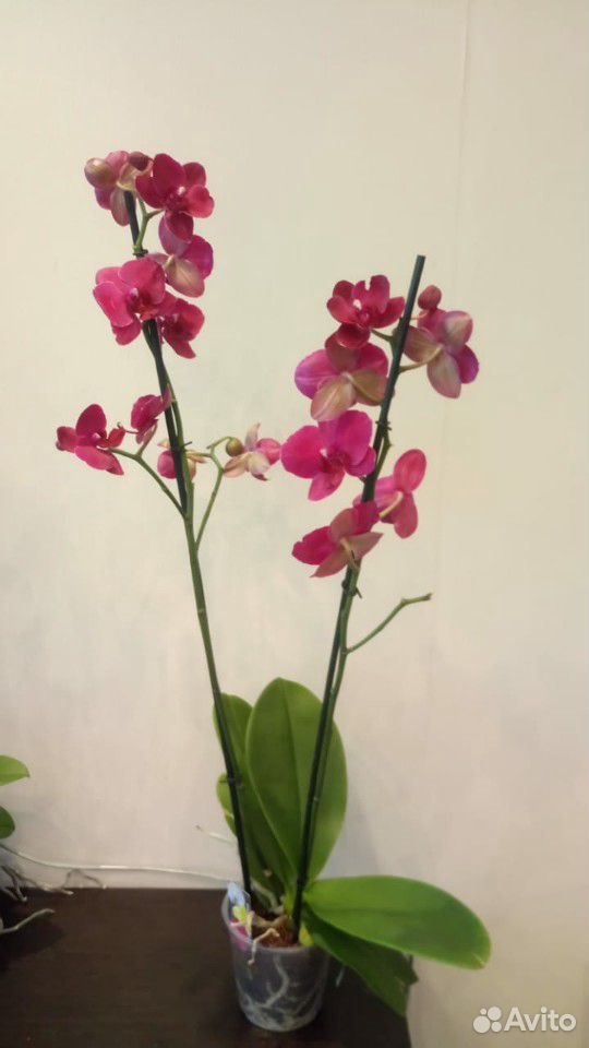 Фаленопсис орхидея сортовые купить на Зозу.ру - фотография № 1