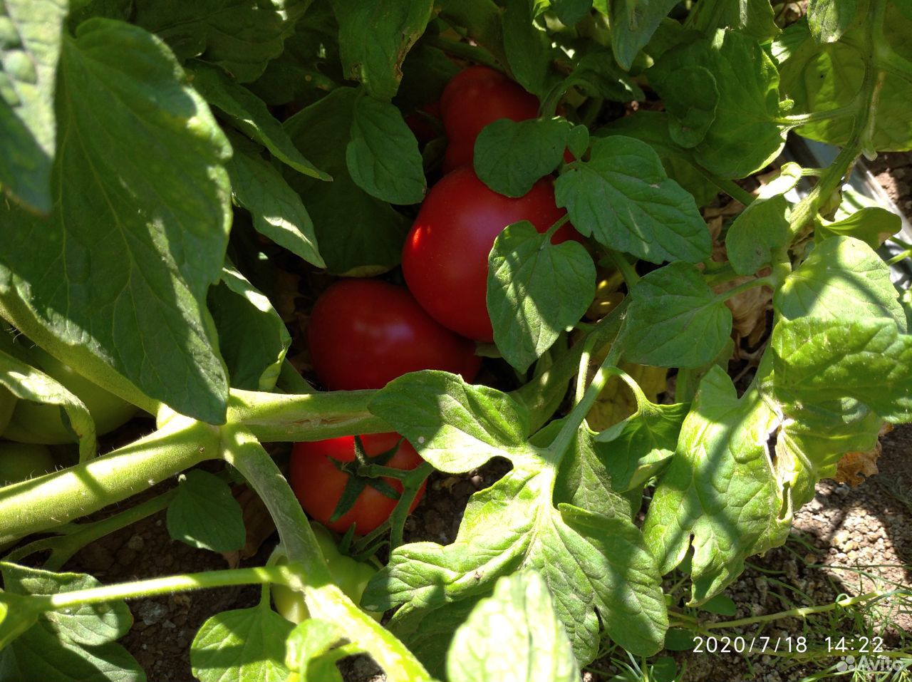 Помидоры (томаты ) оптом с поля купить на Зозу.ру - фотография № 1