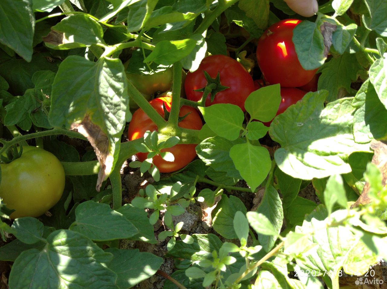 Помидоры (томаты ) оптом с поля купить на Зозу.ру - фотография № 8