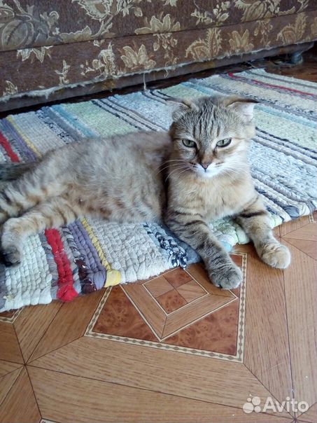 Кошка стерилизованная купить на Зозу.ру - фотография № 3