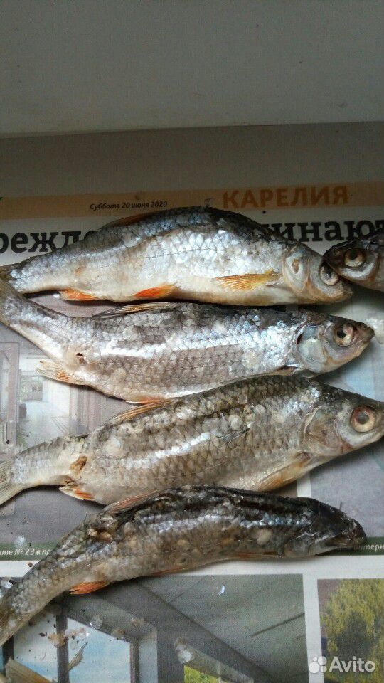 Вяленая рыбка Плотва,салака,окунь купить на Зозу.ру - фотография № 2