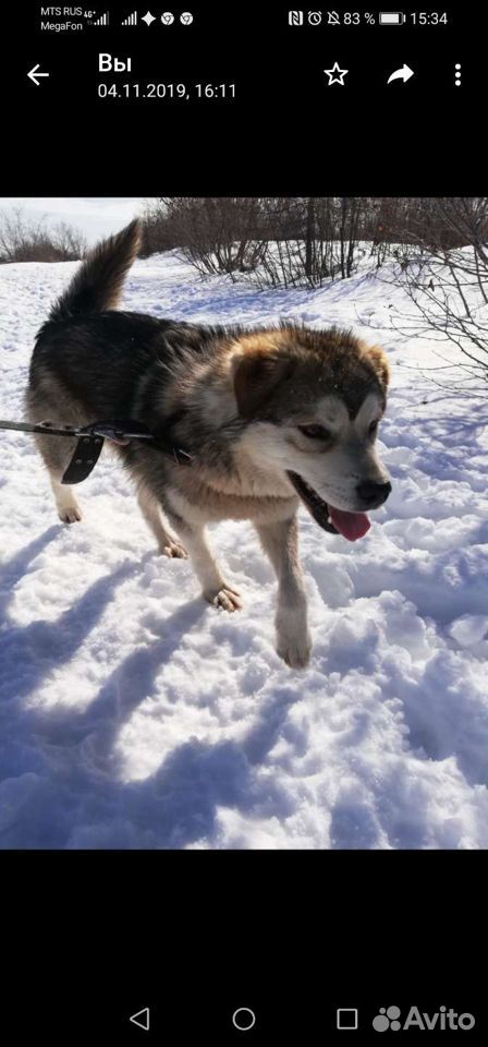 Сильный молодой пёс для охраны купить на Зозу.ру - фотография № 2
