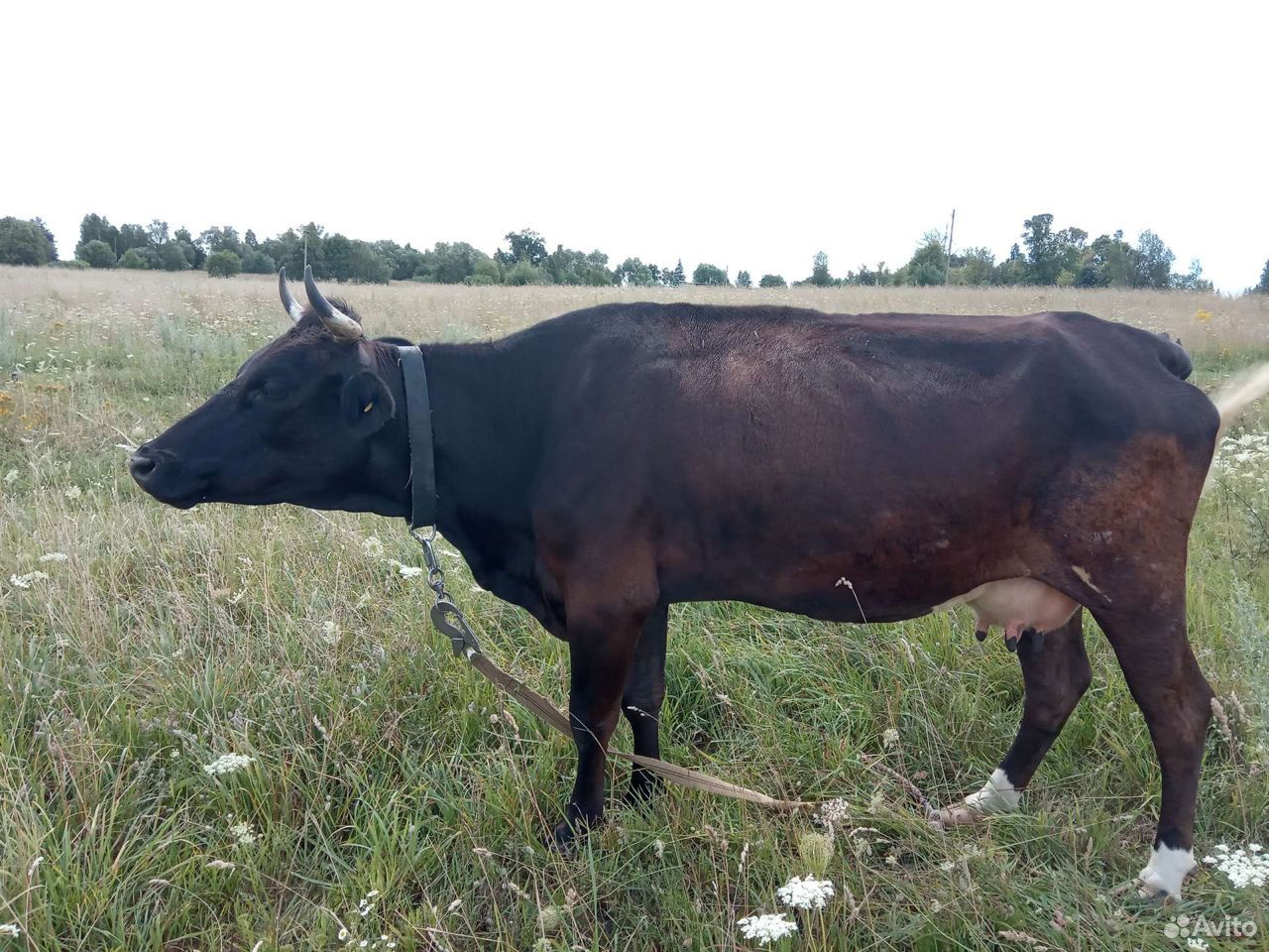 Корова и 2 бычка купить на Зозу.ру - фотография № 2