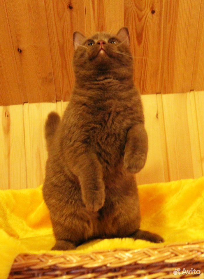 Плюшевый вислоухий золотой котик купить на Зозу.ру - фотография № 9