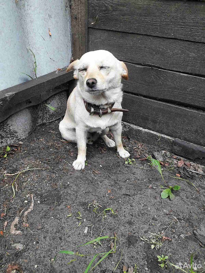 Найдена Собака купить на Зозу.ру - фотография № 1