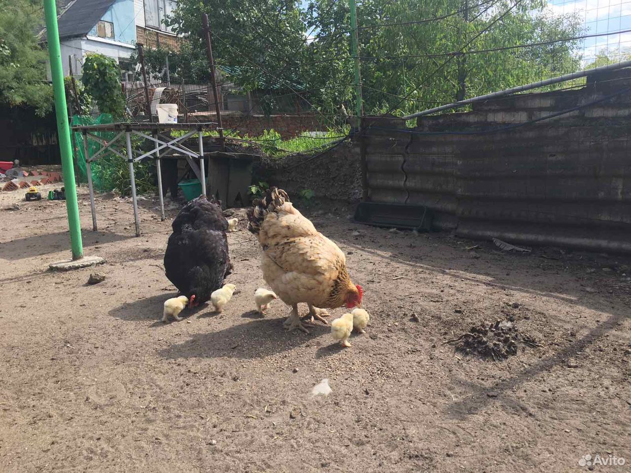 Наседка с цыплятами купить на Зозу.ру - фотография № 5