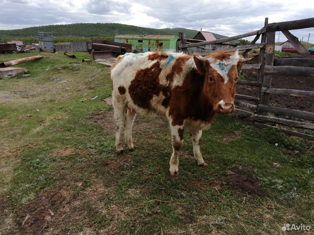 Корова купить на Зозу.ру - фотография № 9
