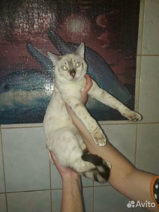 Кот в надежные и заботливые руки купить на Зозу.ру - фотография № 2