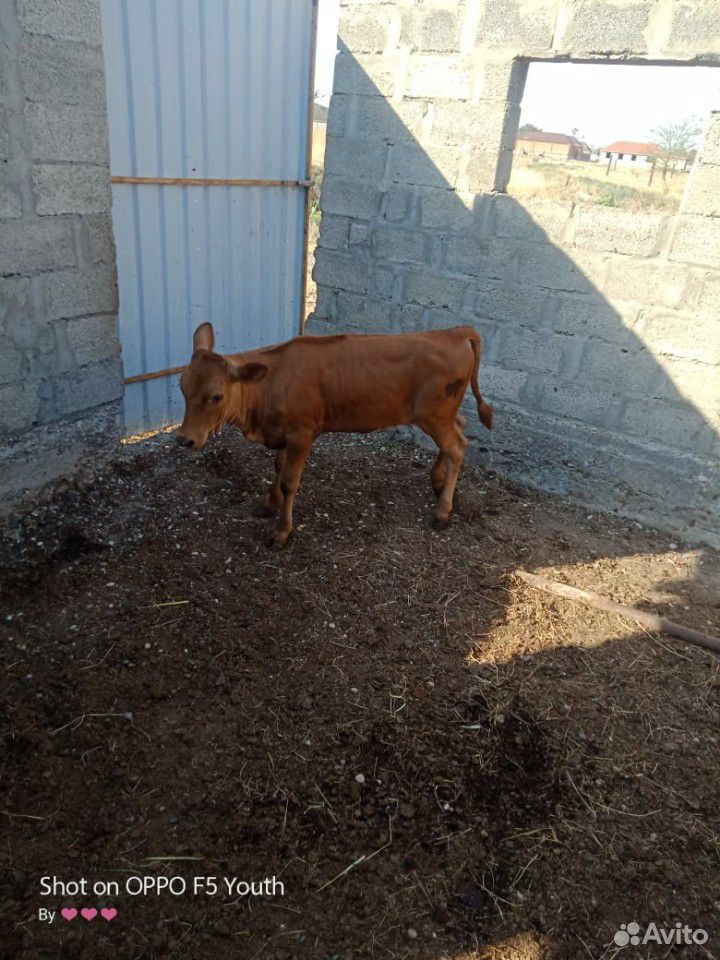 Корова и теленок купить на Зозу.ру - фотография № 7