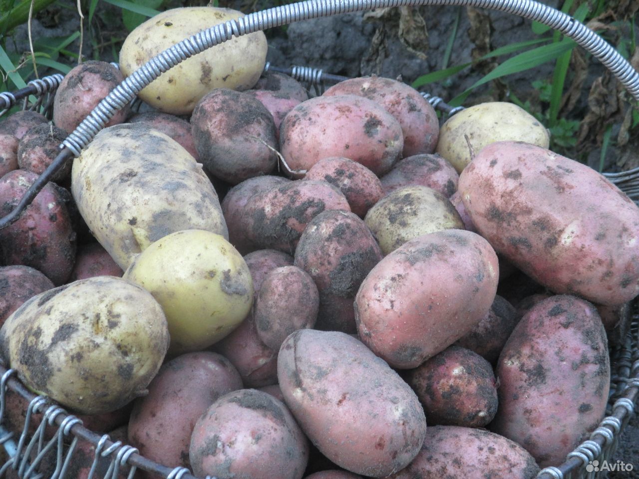 Картофель молодой урожай купить на Зозу.ру - фотография № 2