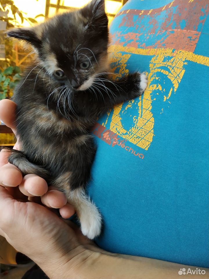 Отдам котёнка в добрые руки купить на Зозу.ру - фотография № 3