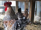 Инкубационное яйцо/цыплята Легбар кремовый хохлаты объявление продам