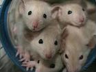 Сиамские И голубые крысята дамбо объявление продам