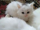 Продаются котята породы турецкая ангора объявление продам