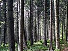 Аренда леса Ленобласть г. Сланцы объявление продам