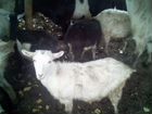 Овцы и козы объявление продам