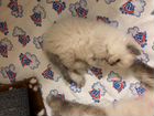 Котята Сибирские маскарадные объявление продам