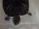 Красноухая черепаха с контейнером объявление продам