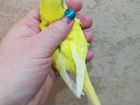 Самочки и самцы волнистых попугаев редкие окрасы объявление продам