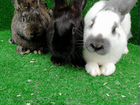 Строкачи кролики объявление продам