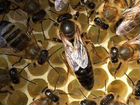 Пчеломаток породы Карпатка из Закарпатья продам объявление продам