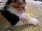 Сибирские котята с Доставкой объявление продам