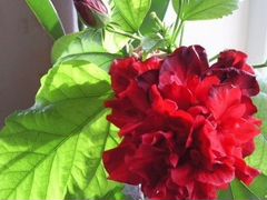 Гибискус махровый красный (китайская роза)(меняю)