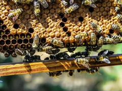 Пчёлы (пчелопакеты, семьи, матки)