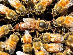 Продам пчел (семьи, пакеты, матки) порода бакфаст