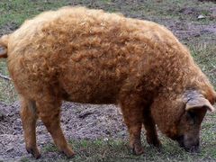 Продам свиней породы "Венгерская мангалица"