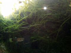 Улитки трава аквариумная