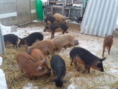 Поросята и свиньи породы Венгерская Мангалица