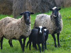 Продам овец, ягнят Романовской породы