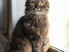 Идеальная кошка Ноль Семь