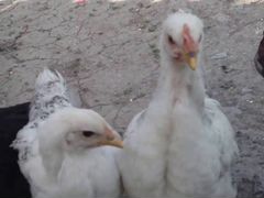 Цыплята/Курицы