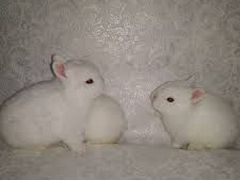 Крольчата карлики